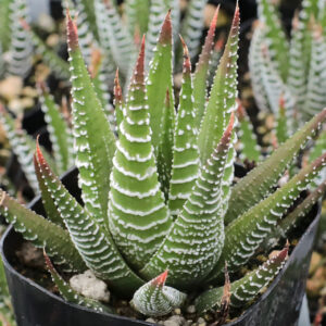 planta zebra