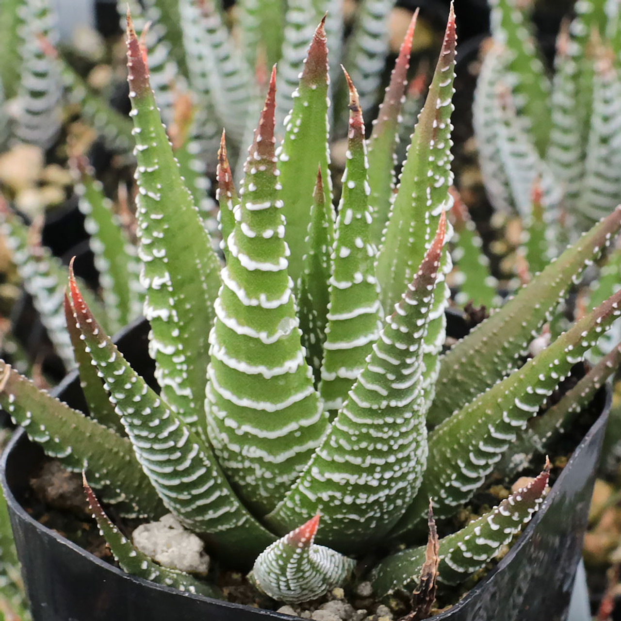 planta zebra planta zebra